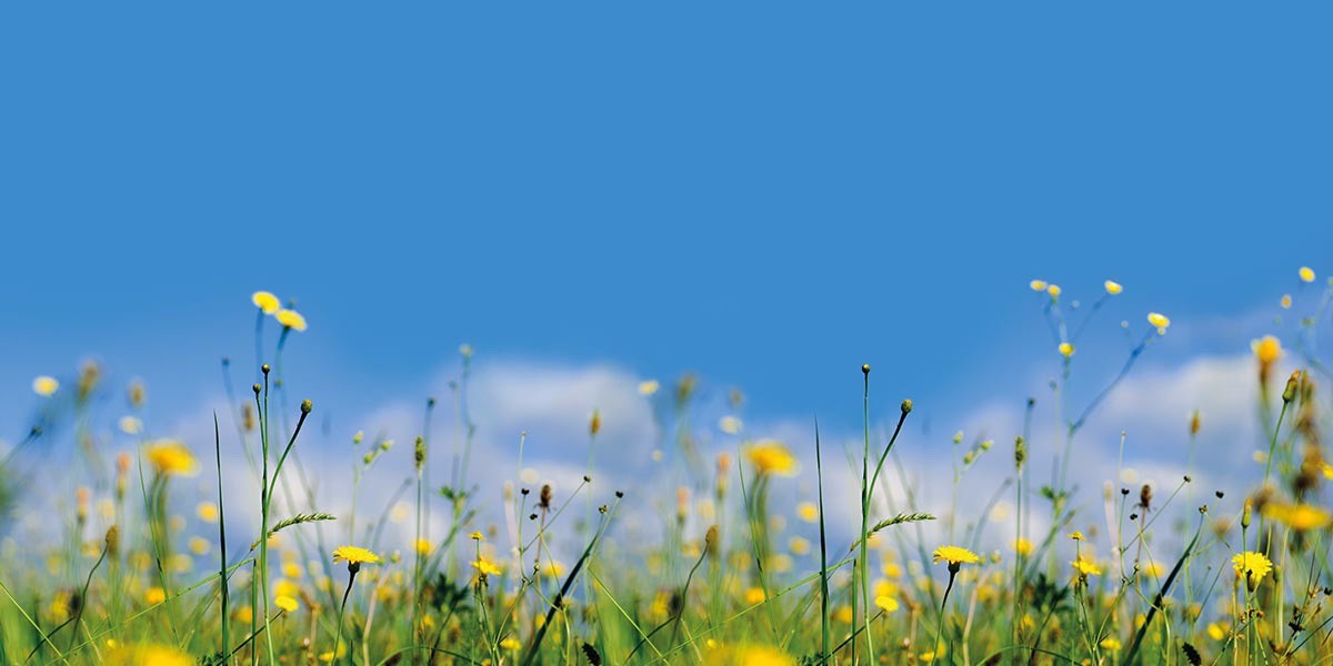 summer background